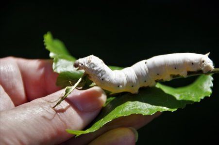 An image of a silk worm 